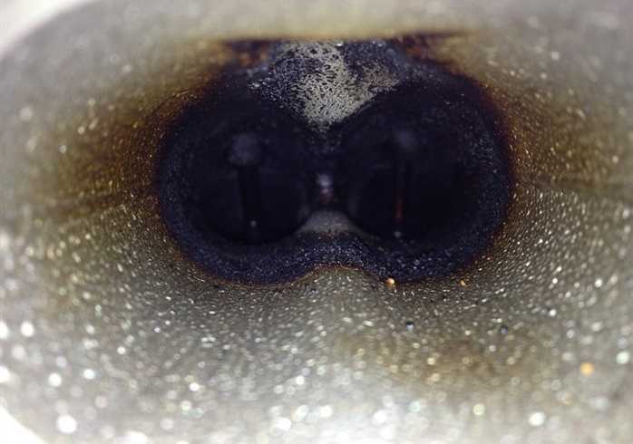 核桃砂|核桃殼磨料清理寶馬積碳